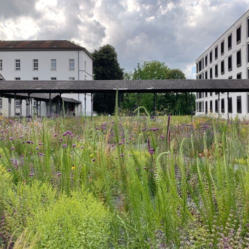 Vorschaubild: Psychiatrische Klinik Königsfelden, Windisch